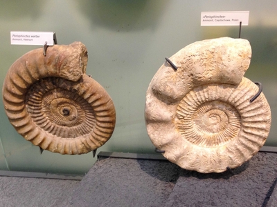 Two giant fossilized perisphinctes
