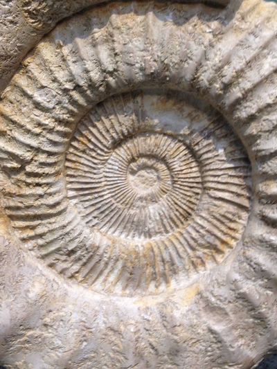 A close up view of the perisphinctes