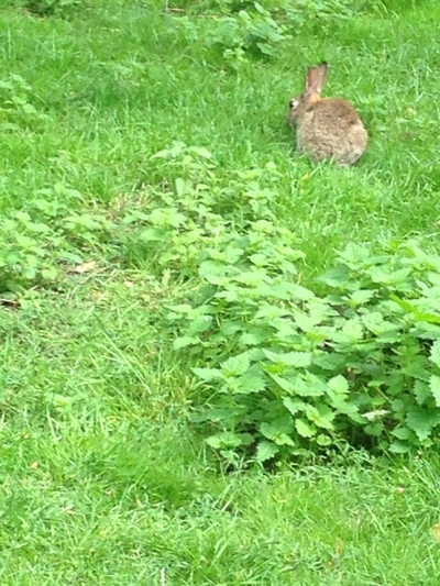 Rabbits sitting in the grass
