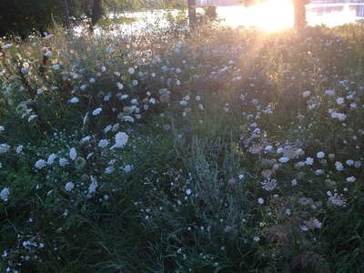 Sun and Queen Anne's Lace—I couldn't resist