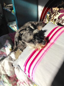 Xaagu likes my pillow too