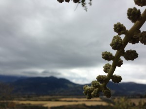 Focus: the nearby buds