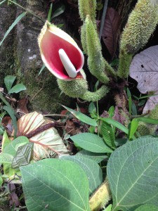A Carnivorous plant (open)