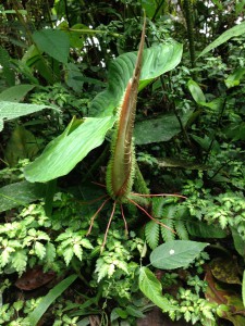 A Carnivorous plant (closed)
