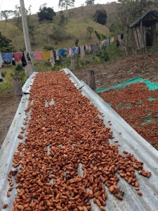 Coca beans spread out on a roof shingles and tarps to dry outside