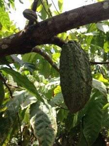 Coco pod hanging from a tree branch