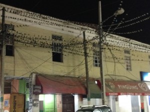 Lots of birds sitting on the telephone wires next to the buildings on the street at night