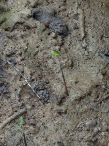 Mangrove seed sprouting in that delicious mud
