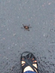 A large spider on the street next to my foot