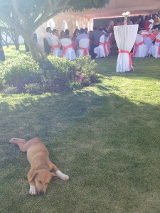 View of the baptism with a dog sleeping in the shade