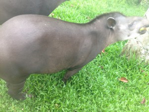 A tapir