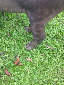 The tapir's hooves