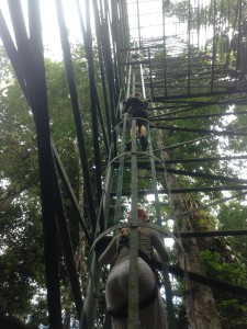 View of the very tall ladder up to the canopy