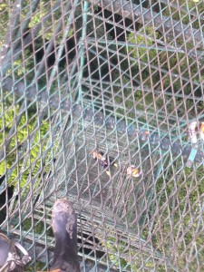 Looking down from the platform