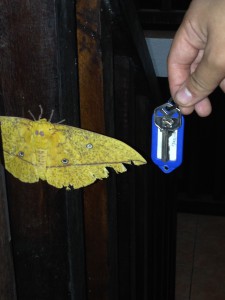 Ginormous moth
