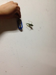 Ginormous grasshopper