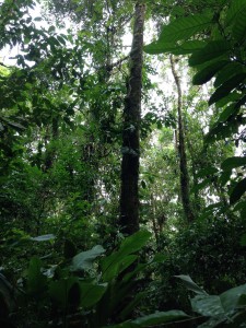 La rica selva amazonica