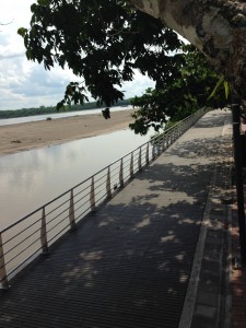 The view of the river from the tree
