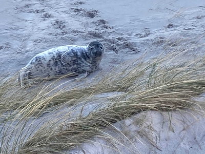 A close-up of a spotted gray seal