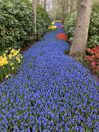 A long row of grape hyacinths with tulips and daffodils on either side
