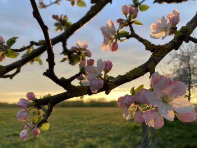 a blossoming tree at sunset