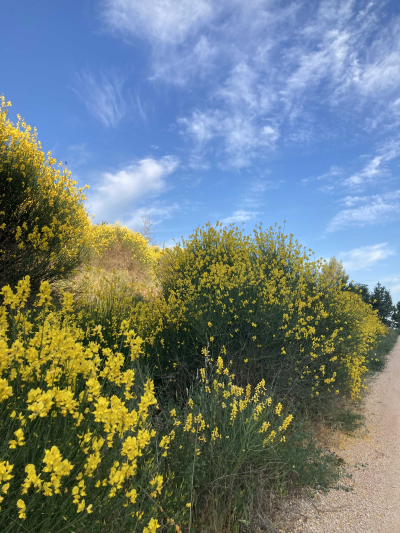 A hillside covered in blooming yellow Spanish Broom plant