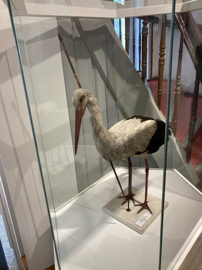 A stork that flew from Central Africa to northern Germany with this spear through its neck